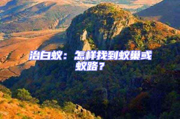 治白蟻：怎樣找到蟻巢或蟻路？