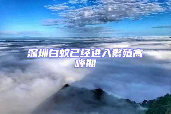 深圳白蟻已經進入繁殖高峰期