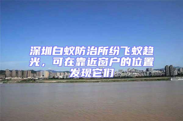 深圳白蟻防治所紛飛蟻趨光，可在靠近窗戶的位置發現它們