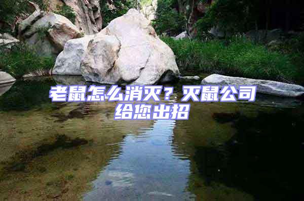 老鼠怎么消滅？滅鼠公司給您出招