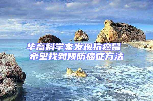 華裔科學(xué)家發(fā)現(xiàn)抗癌鼠 希望找到預(yù)防癌癥方法
