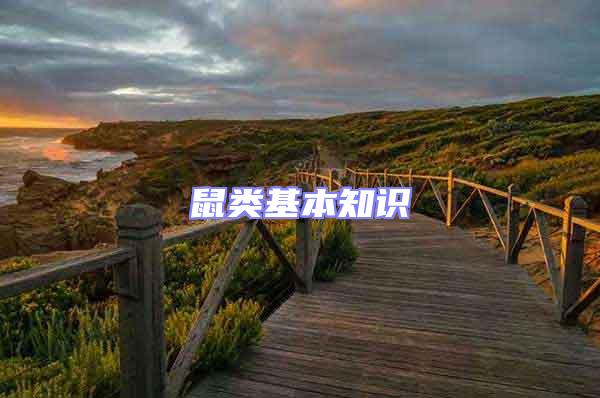 鼠類基本知識
