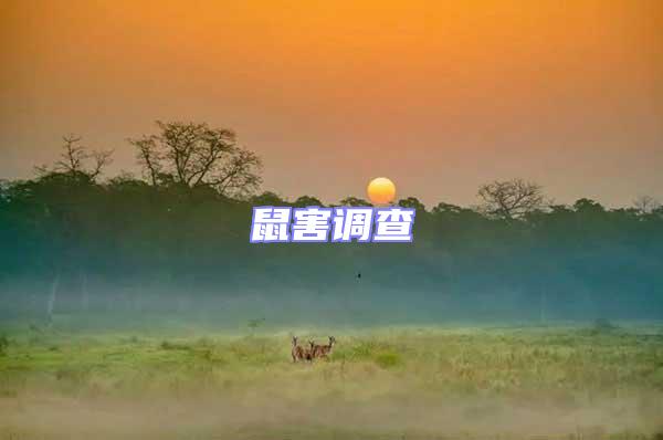 鼠害調(diào)查