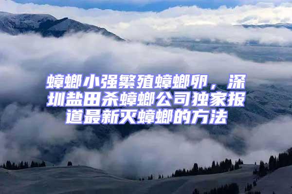 蟑螂小強(qiáng)繁殖蟑螂卵，深圳鹽田殺蟑螂公司獨(dú)家報(bào)道最新滅蟑螂的方法
