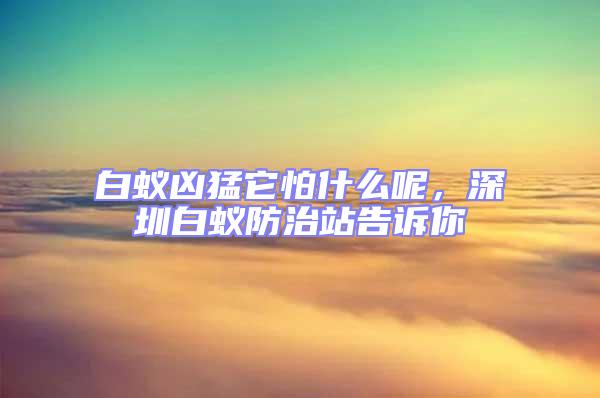 白蟻兇猛它怕什么呢，深圳白蟻防治站告訴你