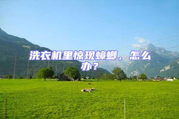 洗衣機里驚現蟑螂，怎么辦？