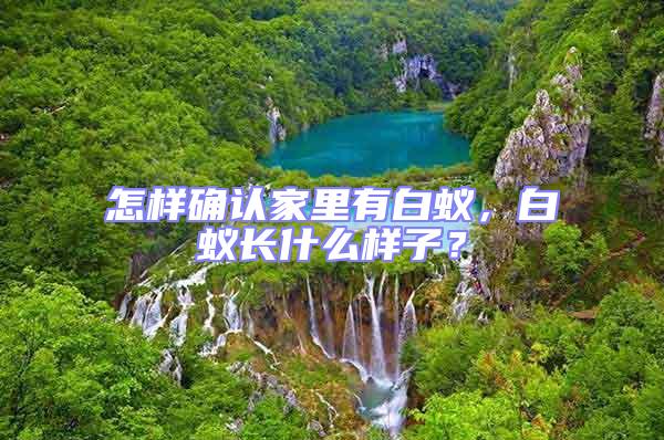 怎樣確認家里有白蟻，白蟻長什么樣子？