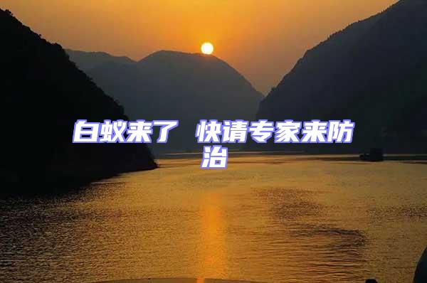 白蟻來(lái)了 快請(qǐng)專家來(lái)防治