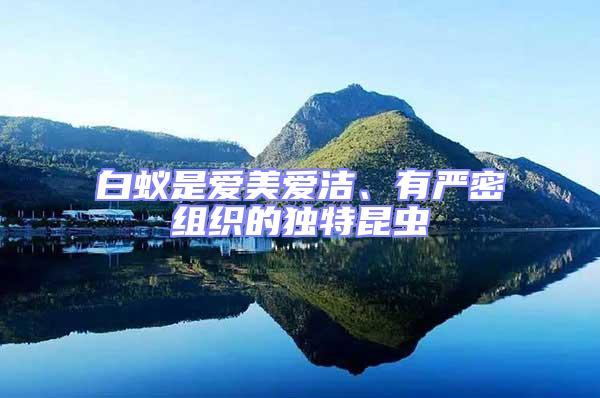 白蟻是愛美愛潔、有嚴密組織的獨特昆蟲