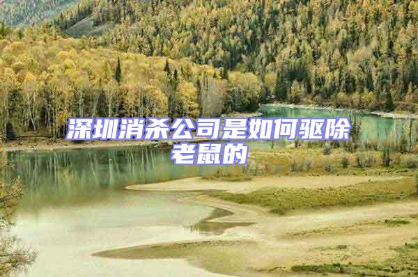 深圳消殺公司是如何驅除老鼠的