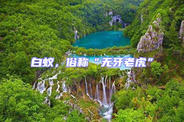 白蟻，俗稱“無牙老虎”
