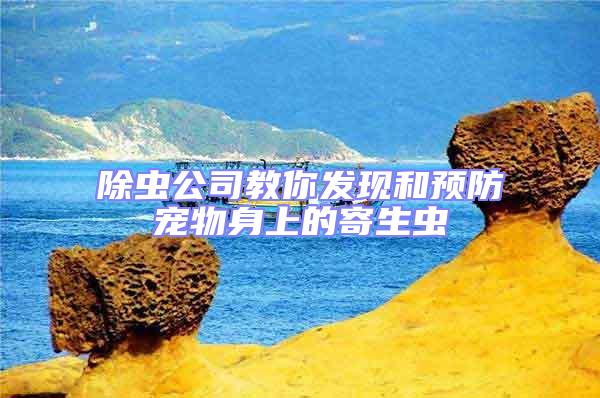 除蟲公司教你發現和預防寵物身上的寄生蟲