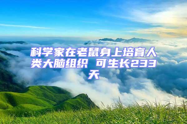 科學(xué)家在老鼠身上培育人類大腦組織 可生長233天