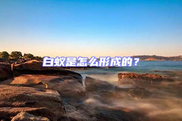 白蟻是怎么形成的？
