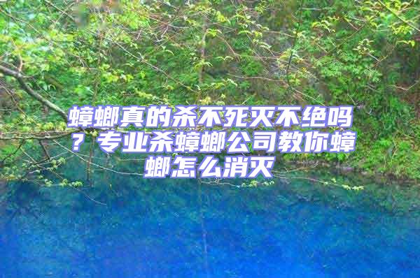 蟑螂真的殺不死滅不絕嗎？專業殺蟑螂公司教你蟑螂怎么消滅