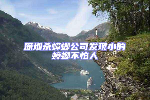 深圳殺蟑螂公司發現小的蟑螂不怕人