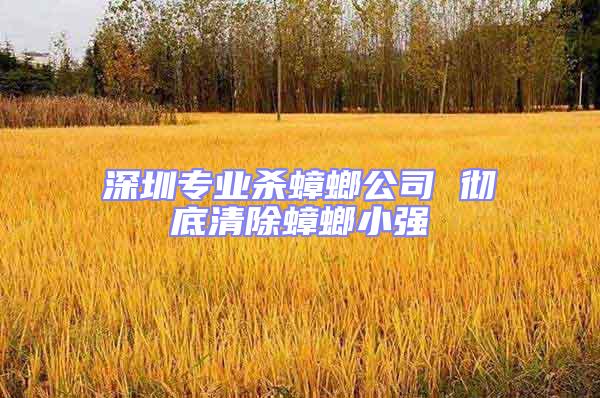 深圳專業殺蟑螂公司 徹底清除蟑螂小強