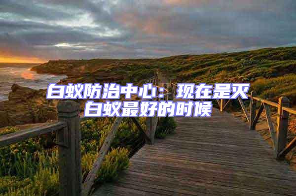 白蟻防治中心：現在是滅白蟻最好的時候