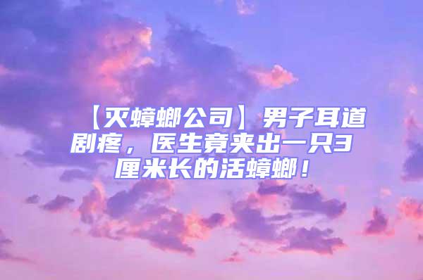 【滅蟑螂公司】男子耳道劇疼，醫生竟夾出一只3厘米長的活蟑螂！