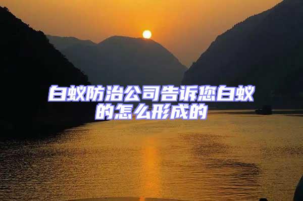 白蟻防治公司告訴您白蟻的怎么形成的
