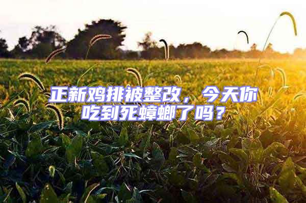 正新雞排被整改，今天你吃到死蟑螂了嗎？