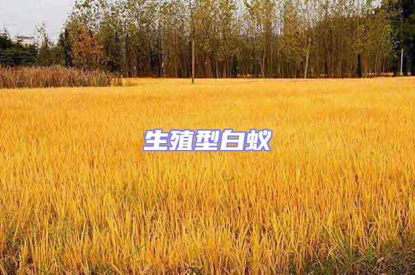 生殖型白蟻