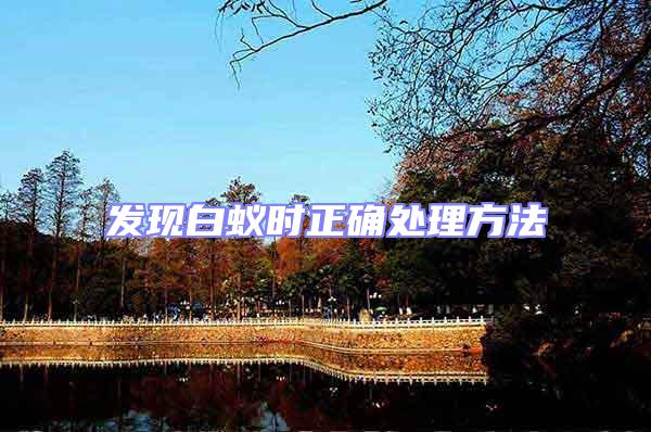 發現白蟻時正確處理方法