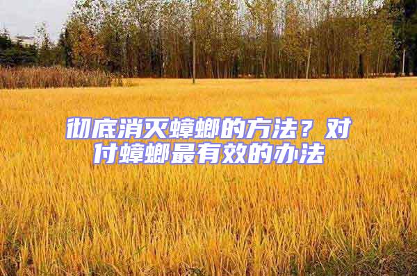 徹底消滅蟑螂的方法？對付蟑螂最有效的辦法