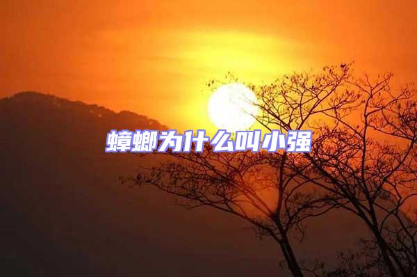 蟑螂為什么叫小強
