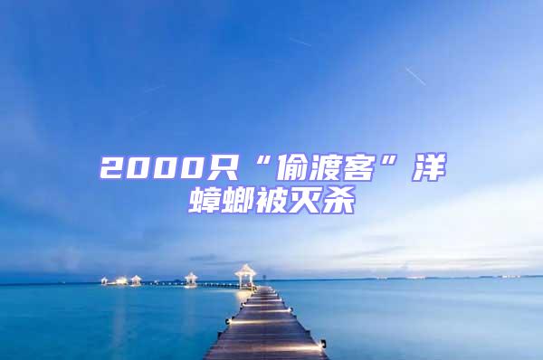 2000只“偷渡客”洋蟑螂被滅殺