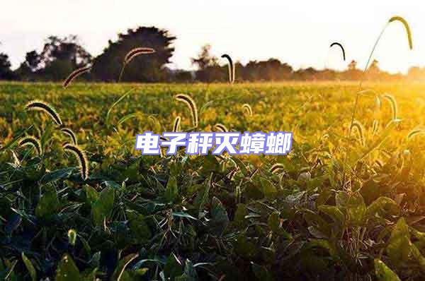 電子秤滅蟑螂