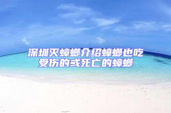 深圳滅蟑螂介紹蟑螂也吃受傷的或死亡的蟑螂