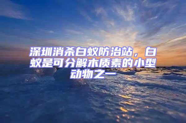 深圳消殺白蟻防治站，白蟻是可分解木質素的小型動物之一
