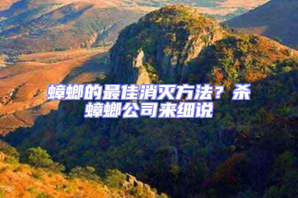 蟑螂的最佳消滅方法？殺蟑螂公司來細說