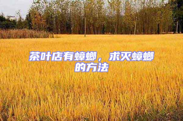 茶葉店有蟑螂，求滅蟑螂的方法