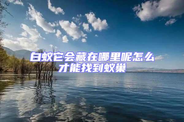 白蟻它會藏在哪里呢怎么才能找到蟻巢