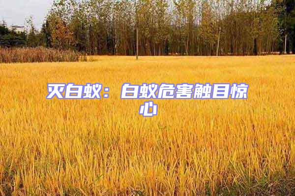 滅白蟻：白蟻危害觸目驚心