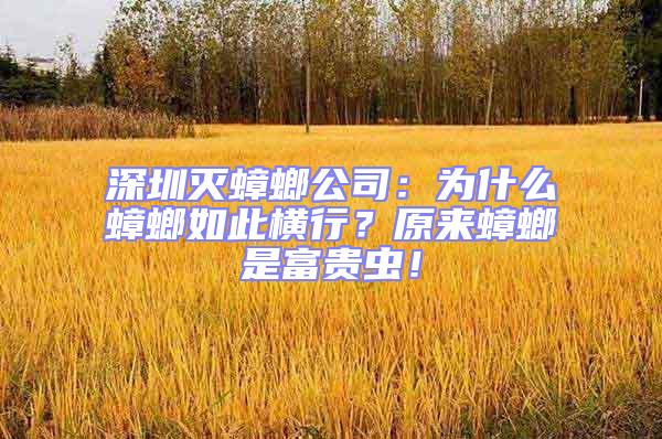 深圳滅蟑螂公司：為什么蟑螂如此橫行？原來蟑螂是富貴蟲！