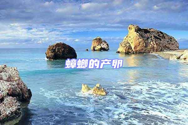蟑螂的產卵