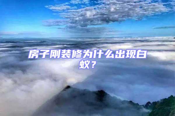 房子剛裝修為什么出現白蟻？