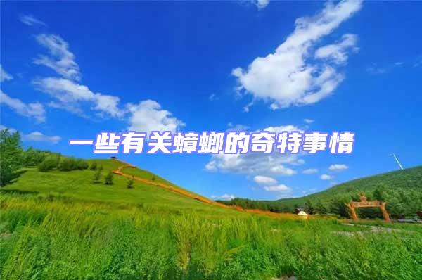 一些有關(guān)蟑螂的奇特事情