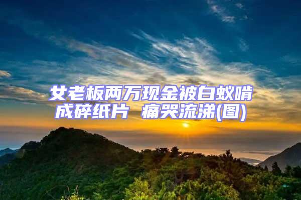 女老板兩萬現金被白蟻啃成碎紙片 痛哭流涕(圖)