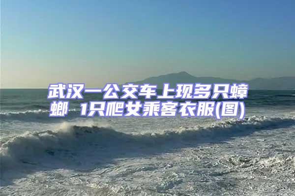 武漢一公交車上現多只蟑螂 1只爬女乘客衣服(圖)