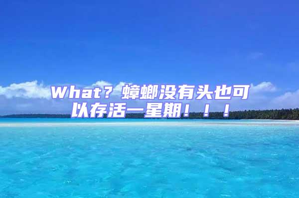 What？蟑螂沒有頭也可以存活一星期！！！