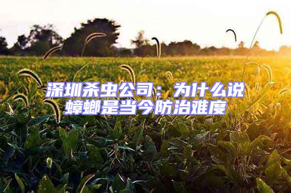 深圳殺蟲公司：為什么說蟑螂是當今防治難度