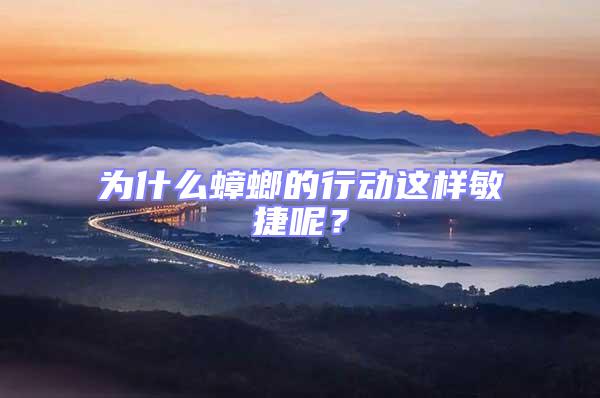 為什么蟑螂的行動這樣敏捷呢？