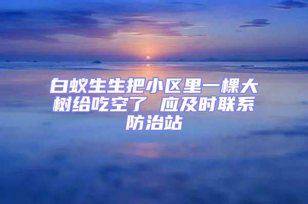 白蟻生生把小區里一棵大樹給吃空了 應及時聯系防治站