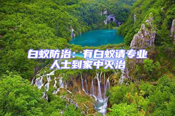 白蟻防治：有白蟻請專業人士到家中滅治