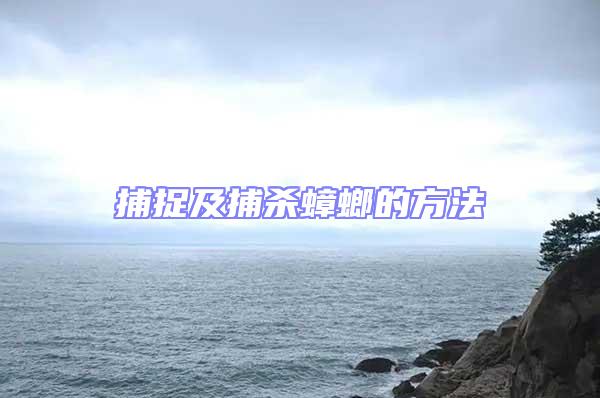捕捉及捕殺蟑螂的方法