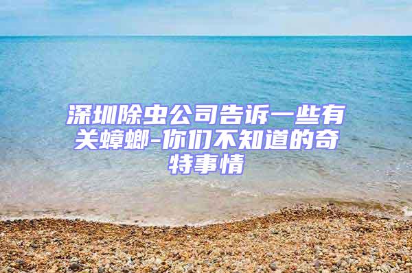 深圳除蟲公司告訴一些有關蟑螂-你們不知道的奇特事情